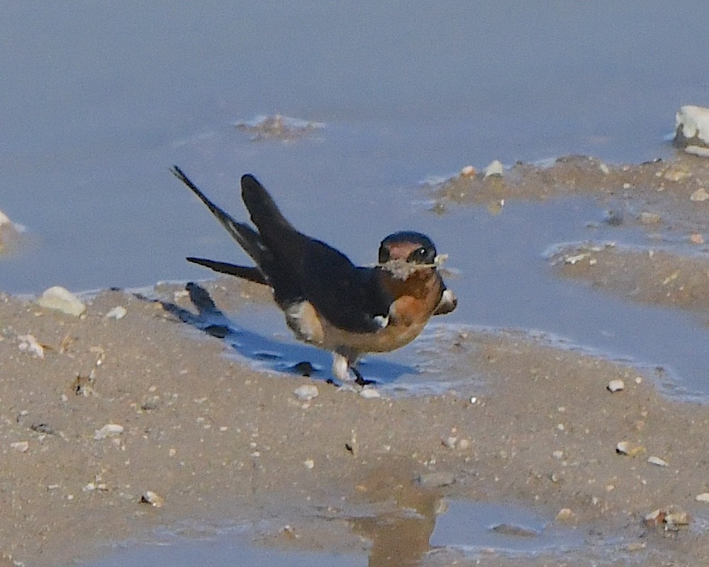 Barn Swallow (American) - Ted Wolff