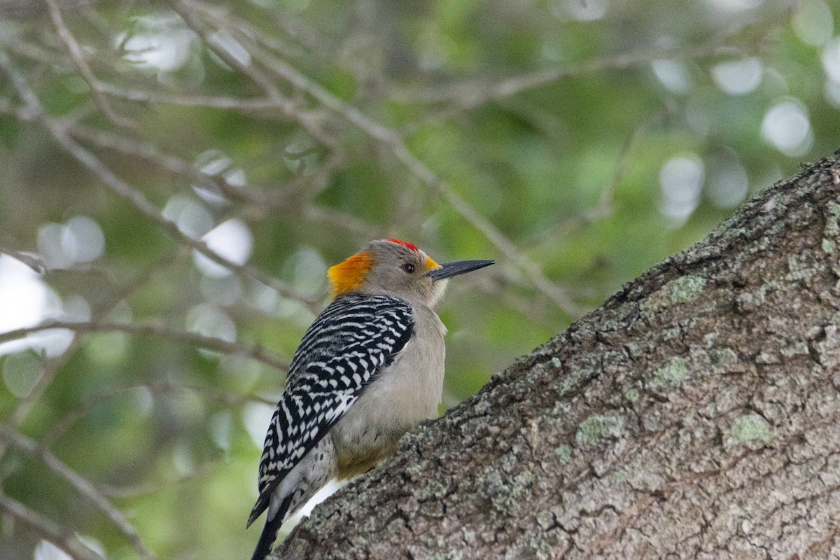 Golden-fronted Woodpecker - ML617573481