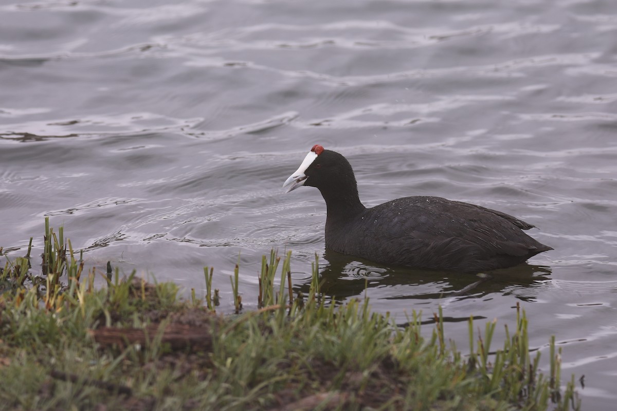 Red-knobbed Coot - ML617573484