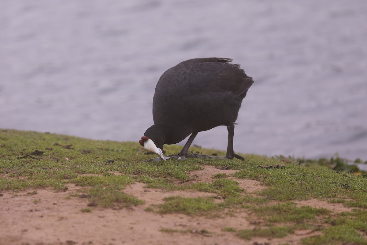 Red-knobbed Coot - ML617573486