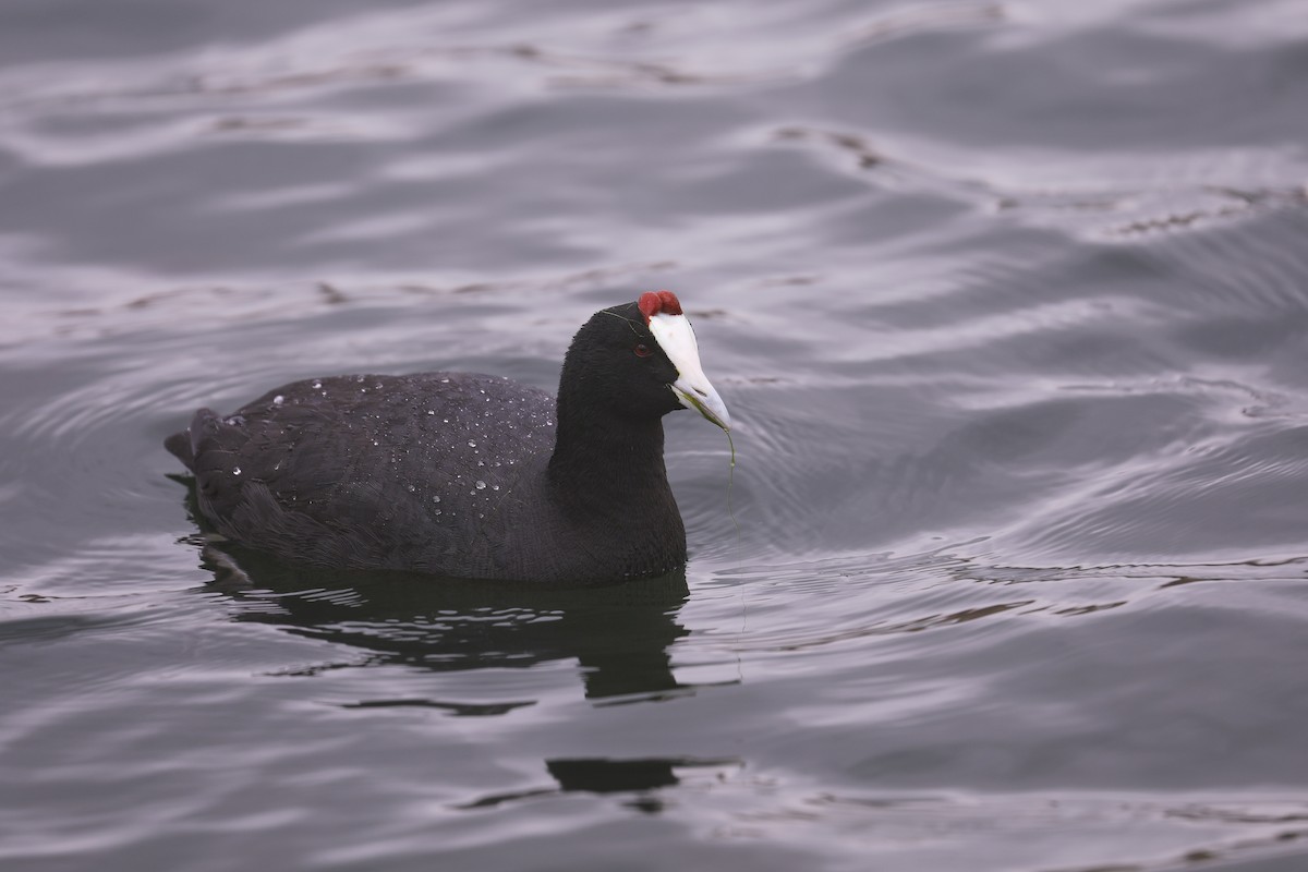 Red-knobbed Coot - ML617573487