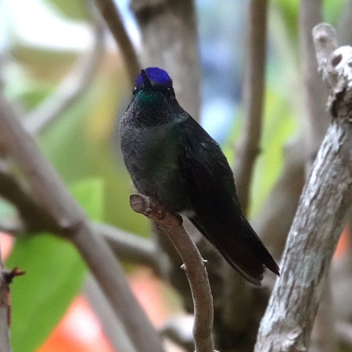 Talamanca Hummingbird - Jana Lagan