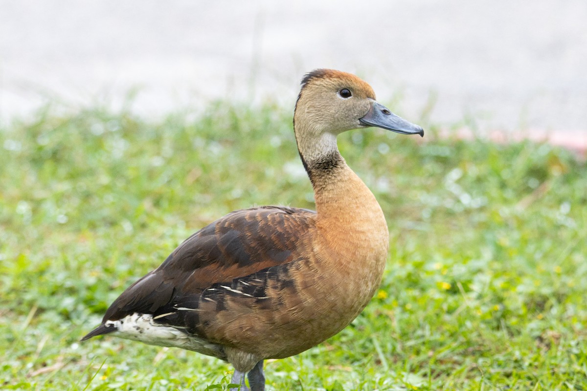 Fulvous Whistling-Duck - ML617573579