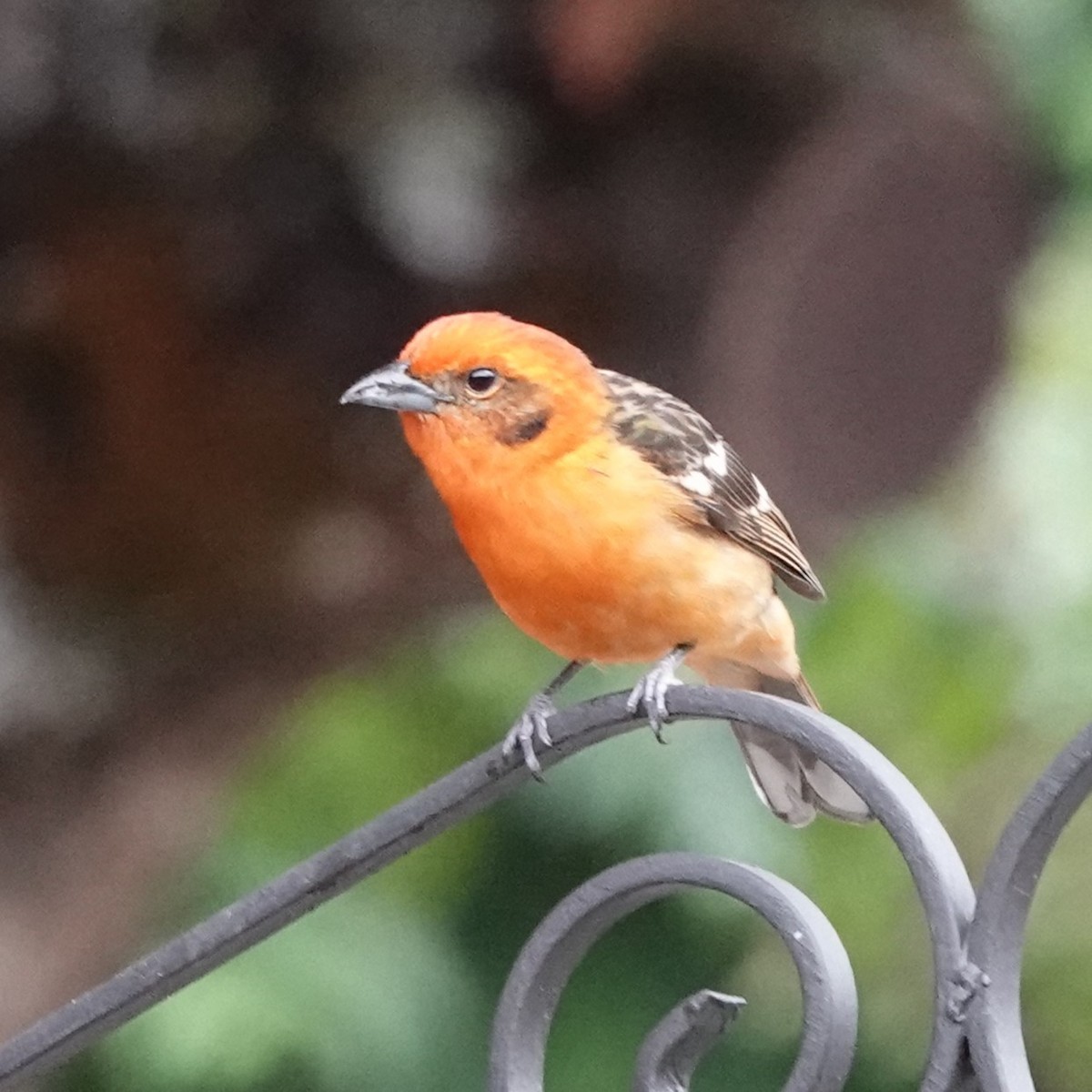 Flame-colored Tanager - ML617573604