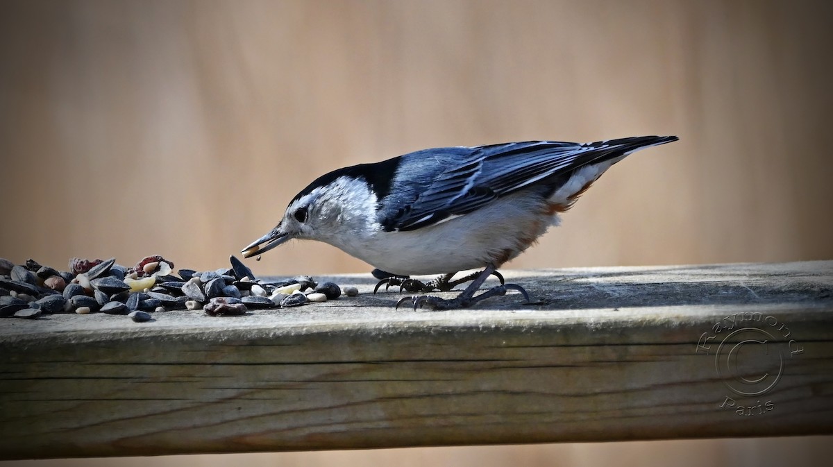 White-breasted Nuthatch - ML617573694