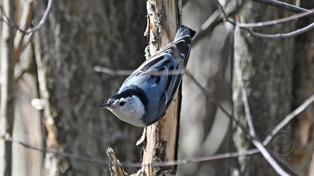 White-breasted Nuthatch - ML617573705