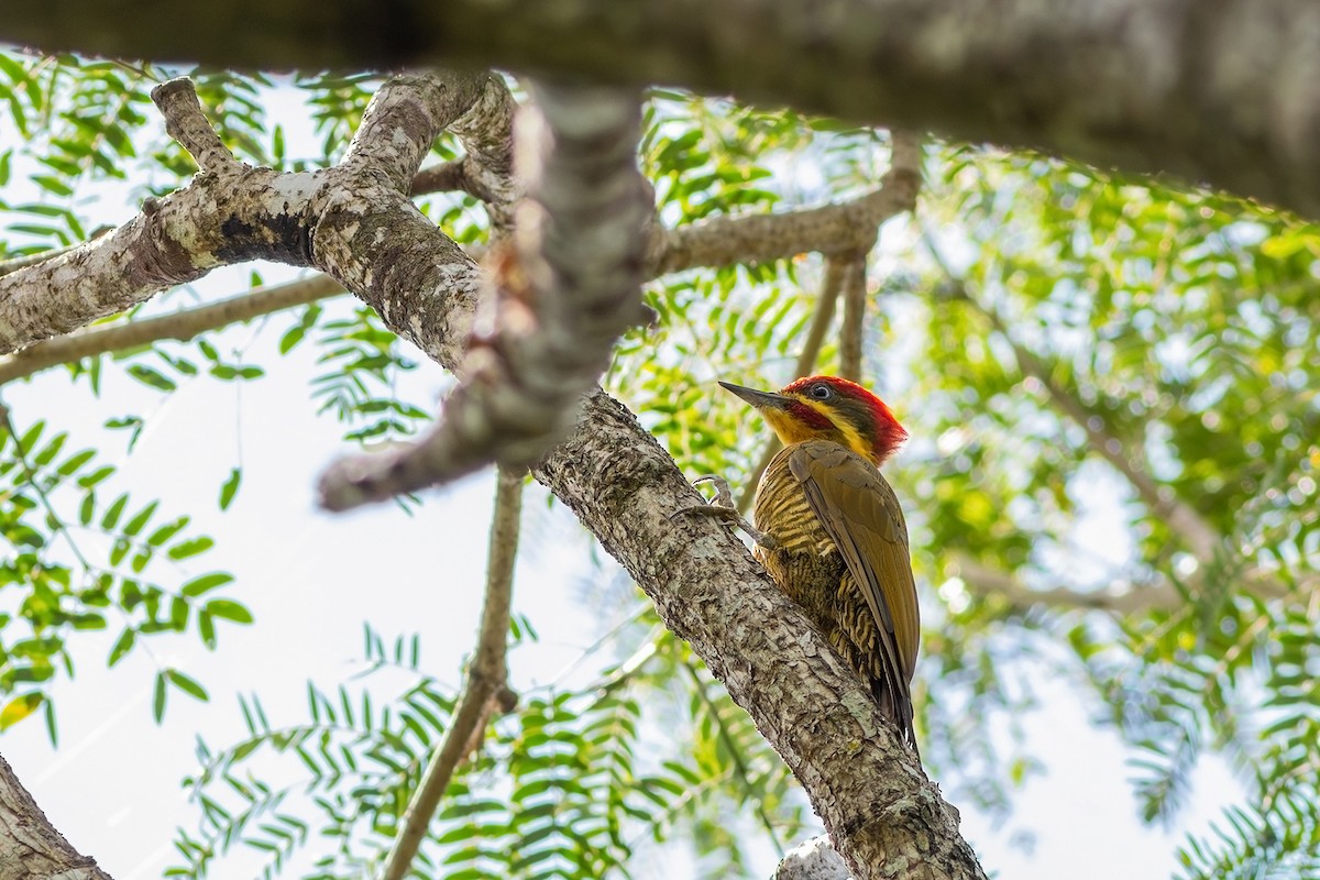 Golden-green Woodpecker (Golden-green) - ML617573725