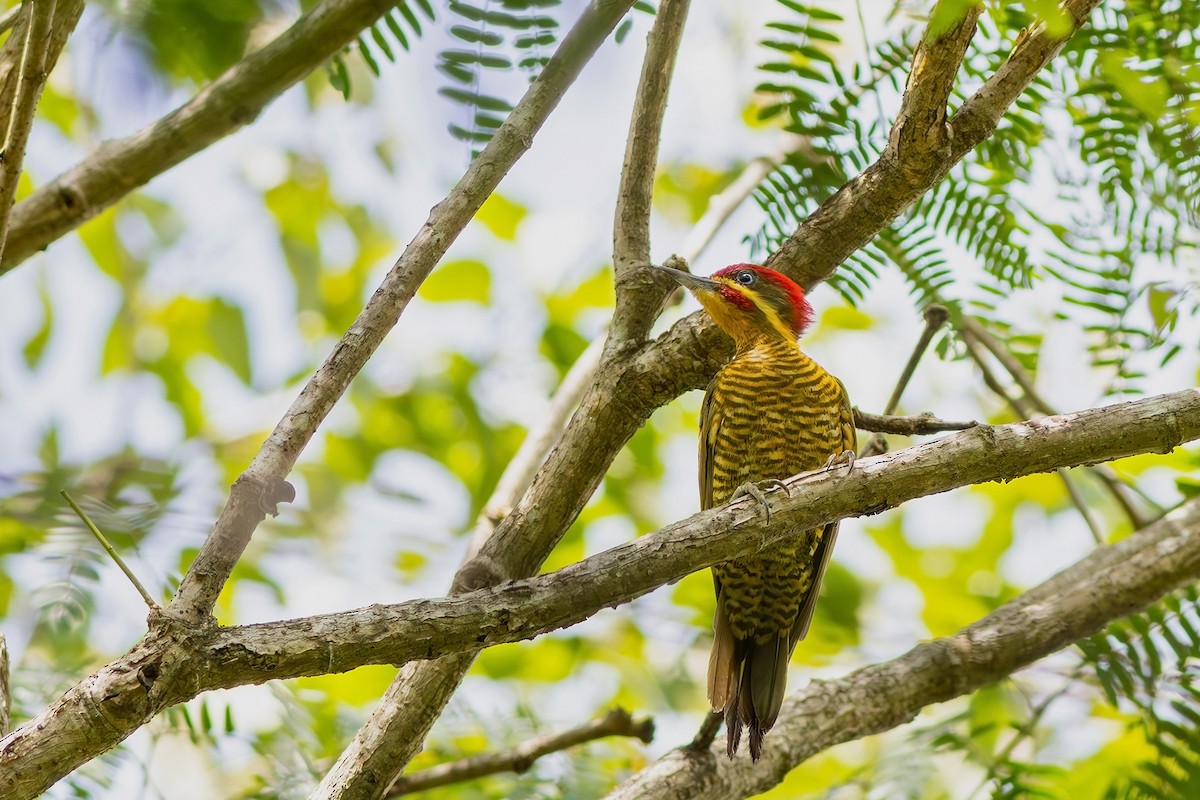 Golden-green Woodpecker (Golden-green) - ML617573726