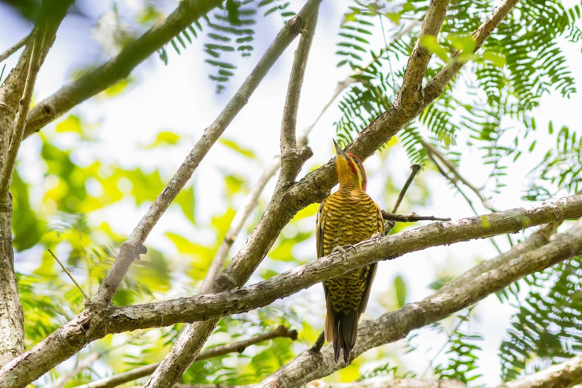 Golden-green Woodpecker (Golden-green) - ML617573727