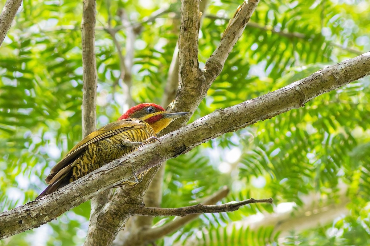Golden-green Woodpecker (Golden-green) - ML617573728