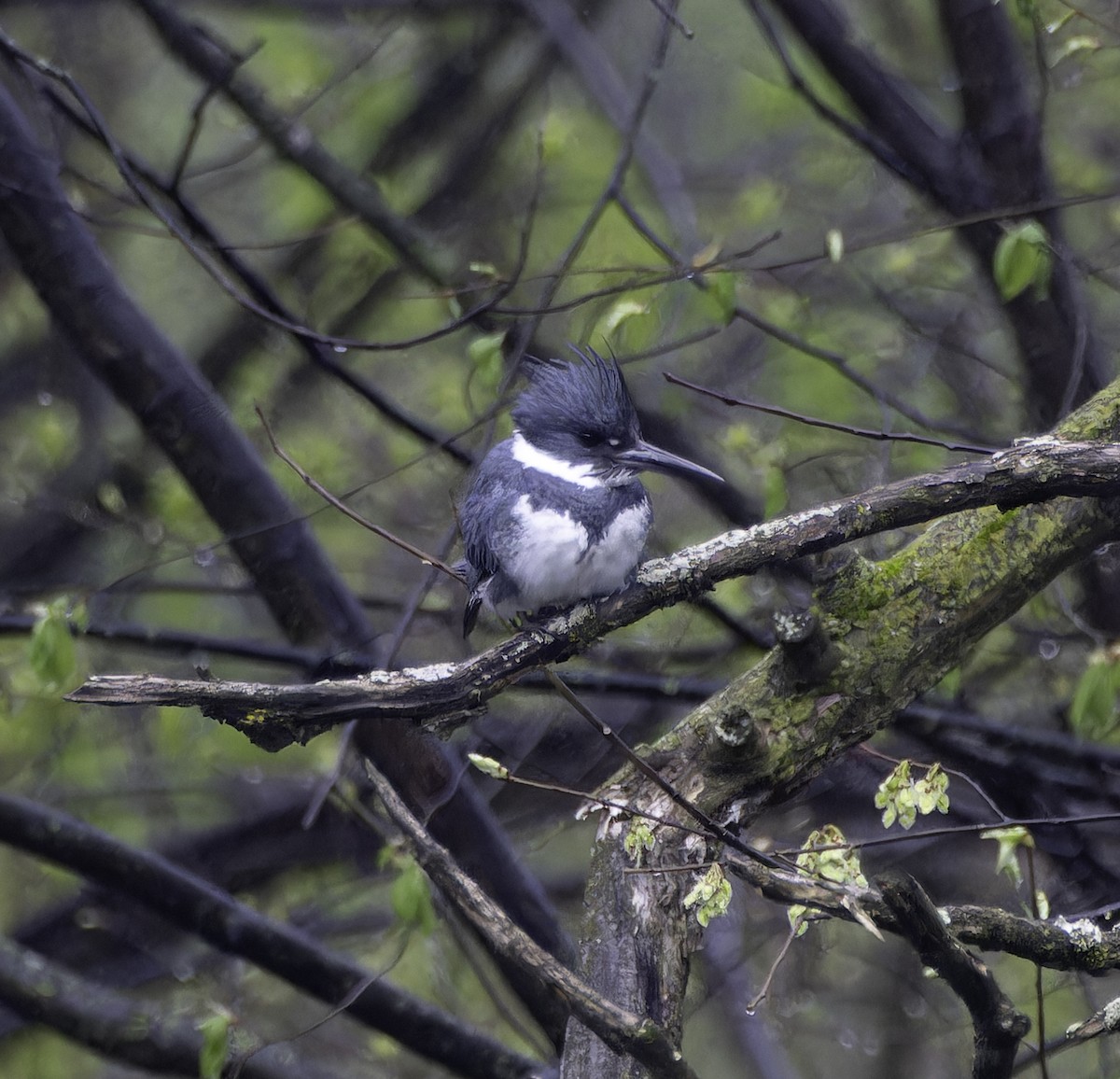 Belted Kingfisher - ML617573740