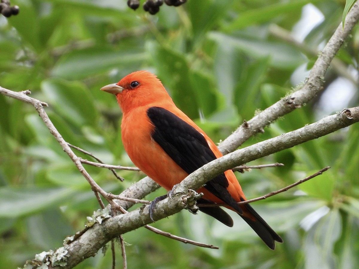 Scarlet Tanager - ML617573765