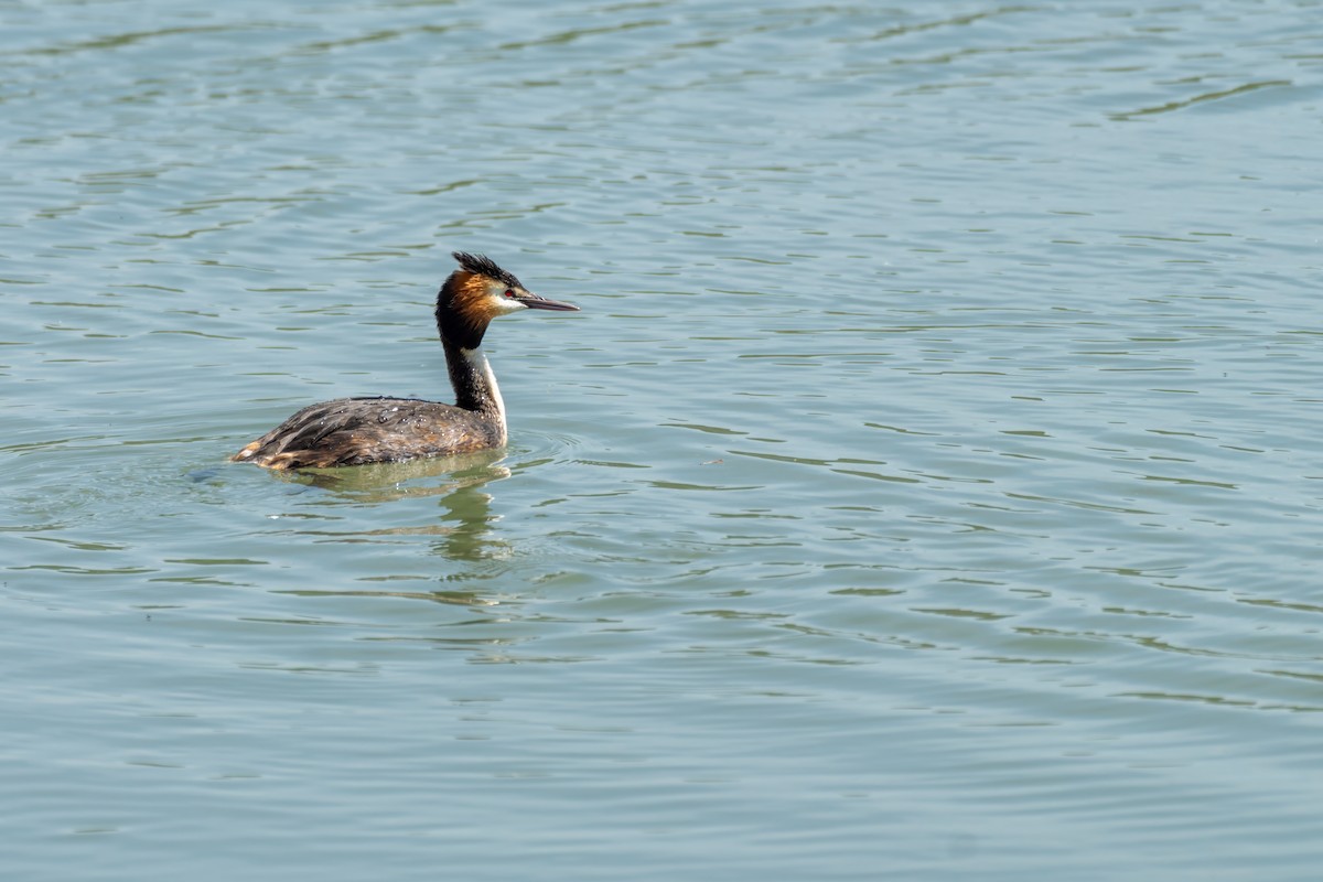 Great Crested Grebe - Mike Heneghan