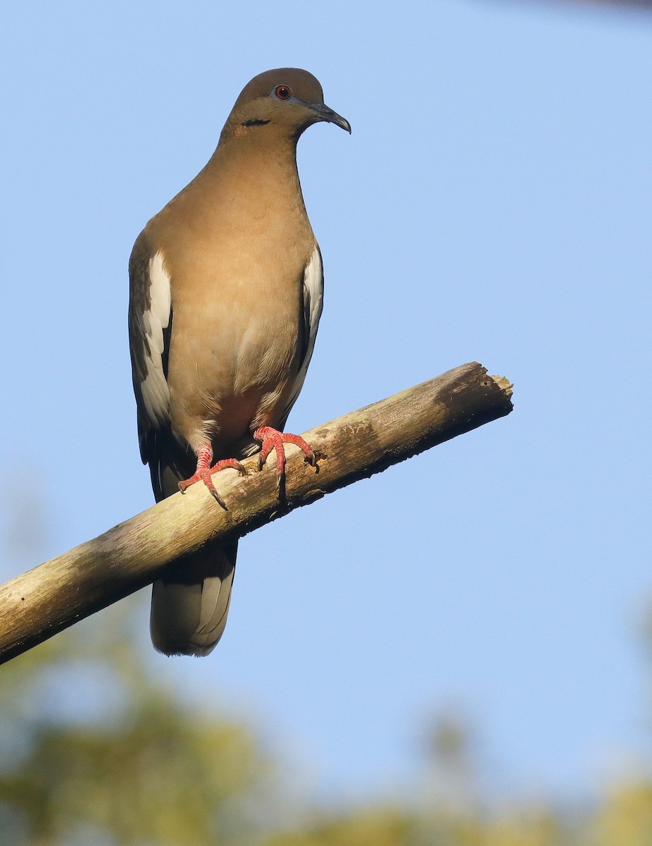eBird Checklist 18 Apr 2024 Hagen Ranch Road Library 16 species