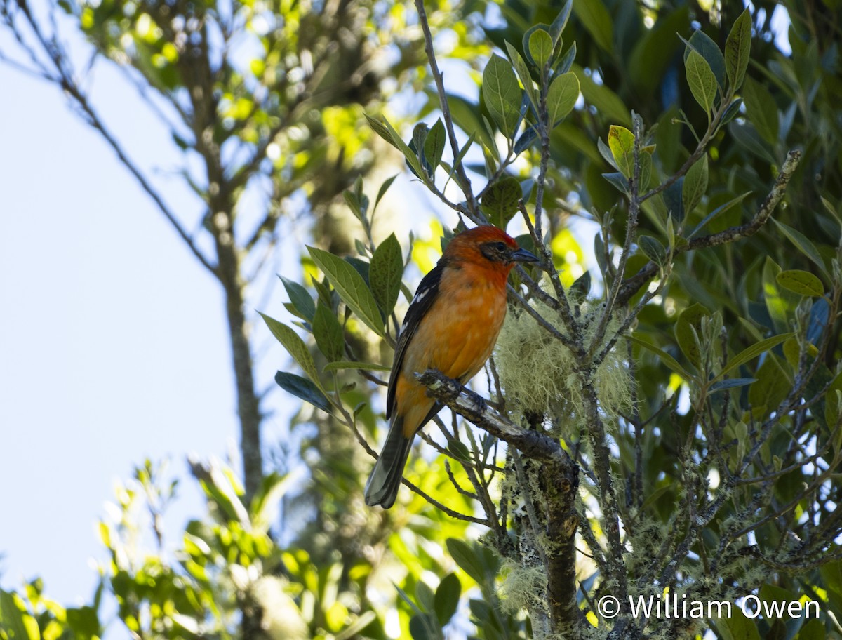 Flame-colored Tanager - ML617573924
