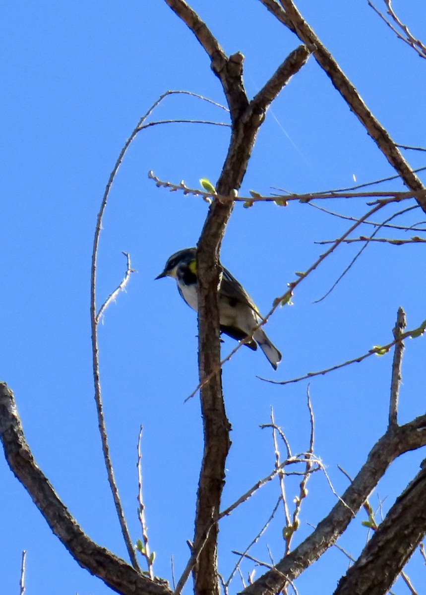 Yellow-rumped Warbler (Audubon's) - ML617573938