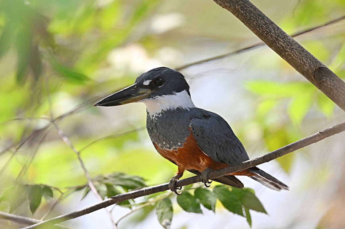 Ringed Kingfisher - André Lanouette