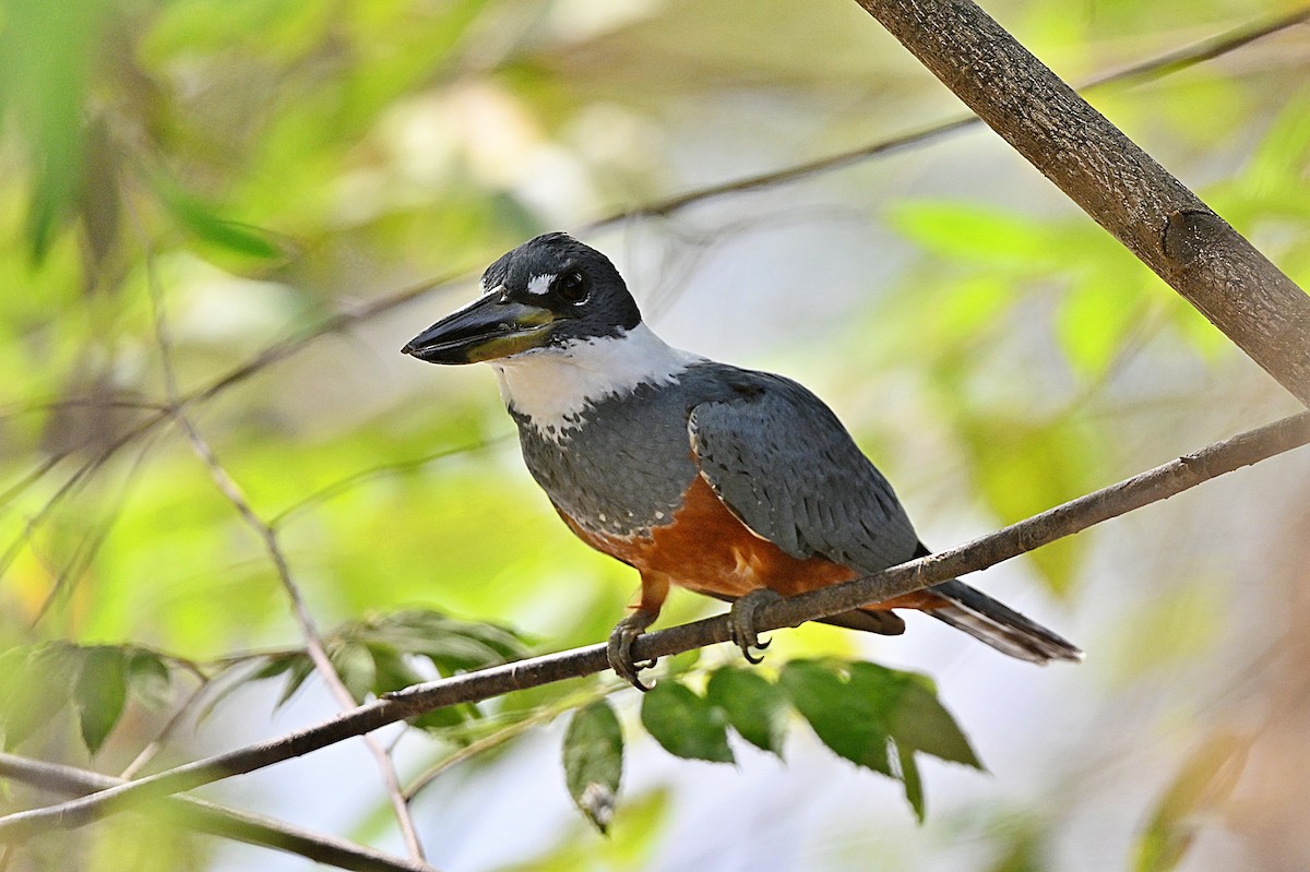 Ringed Kingfisher - André Lanouette