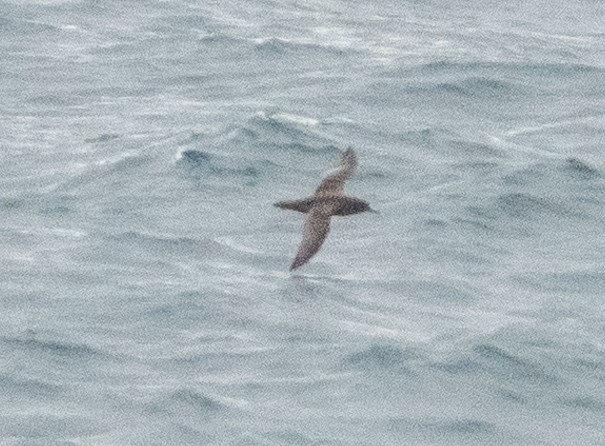 Sooty Shearwater - Dale Pate