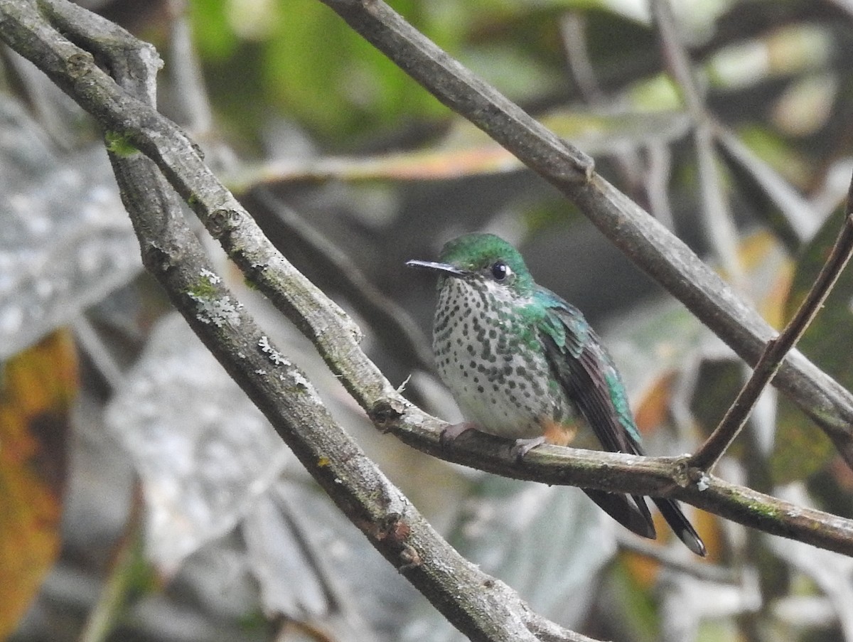 Rufous-booted Racket-tail (Anna's) - ML617574093