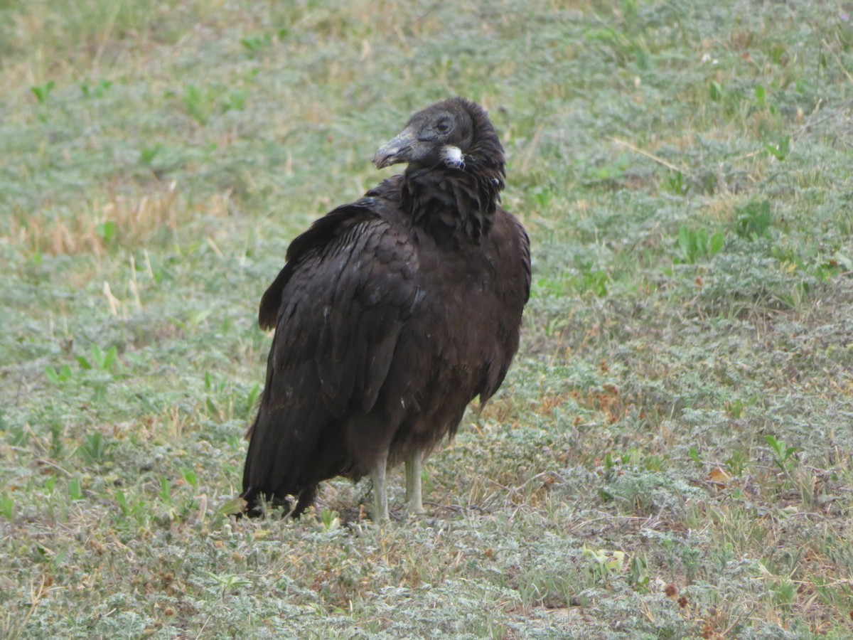 Black Vulture - ML617574104