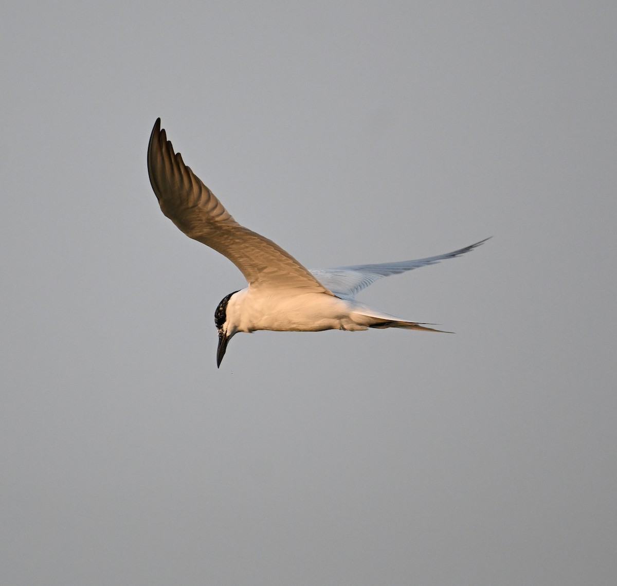 Gull-billed Tern - David Darrell-Lambert