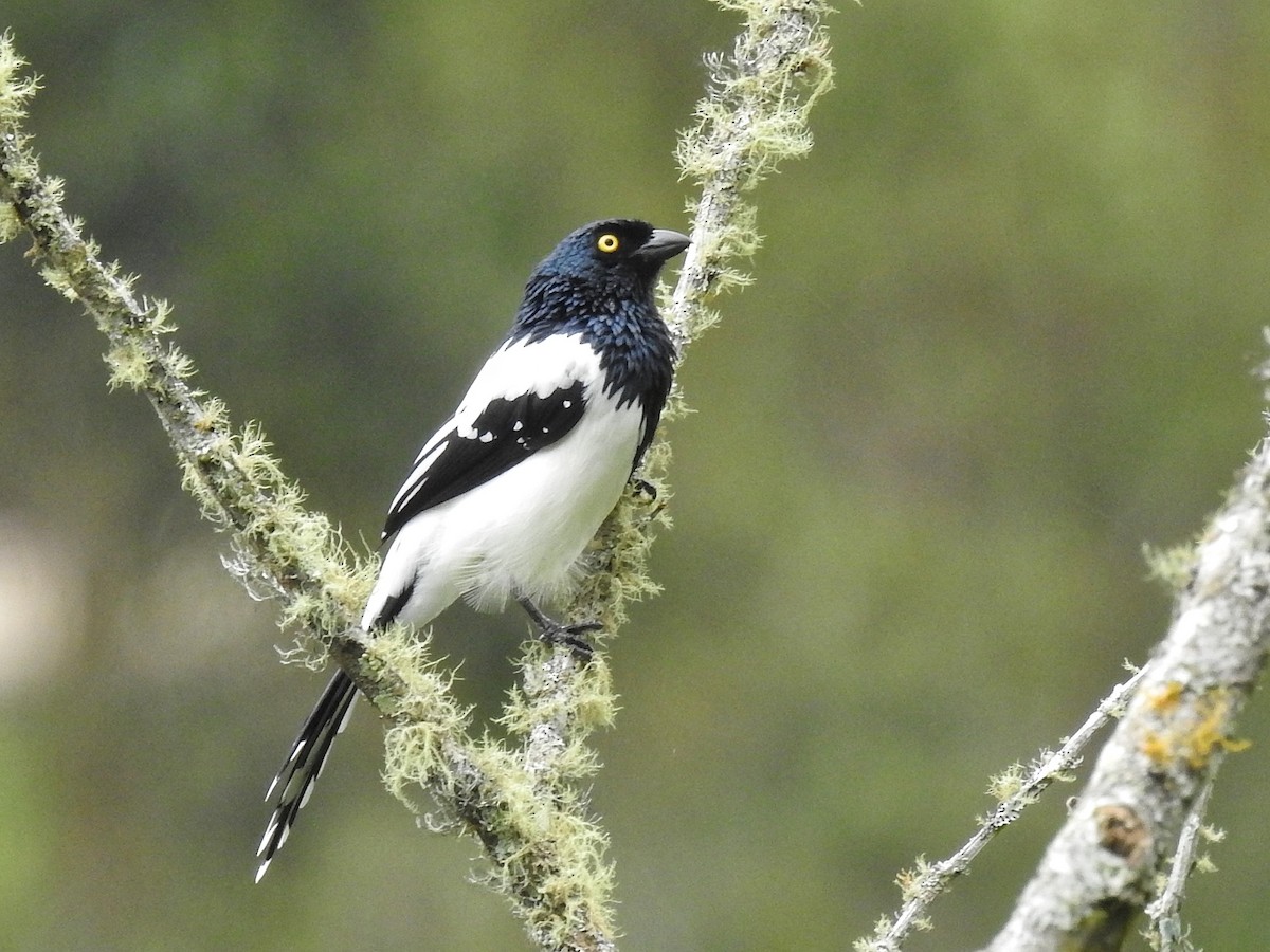 Magpie Tanager - ML617574147