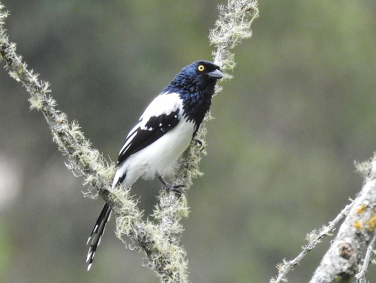 Magpie Tanager - ML617574148