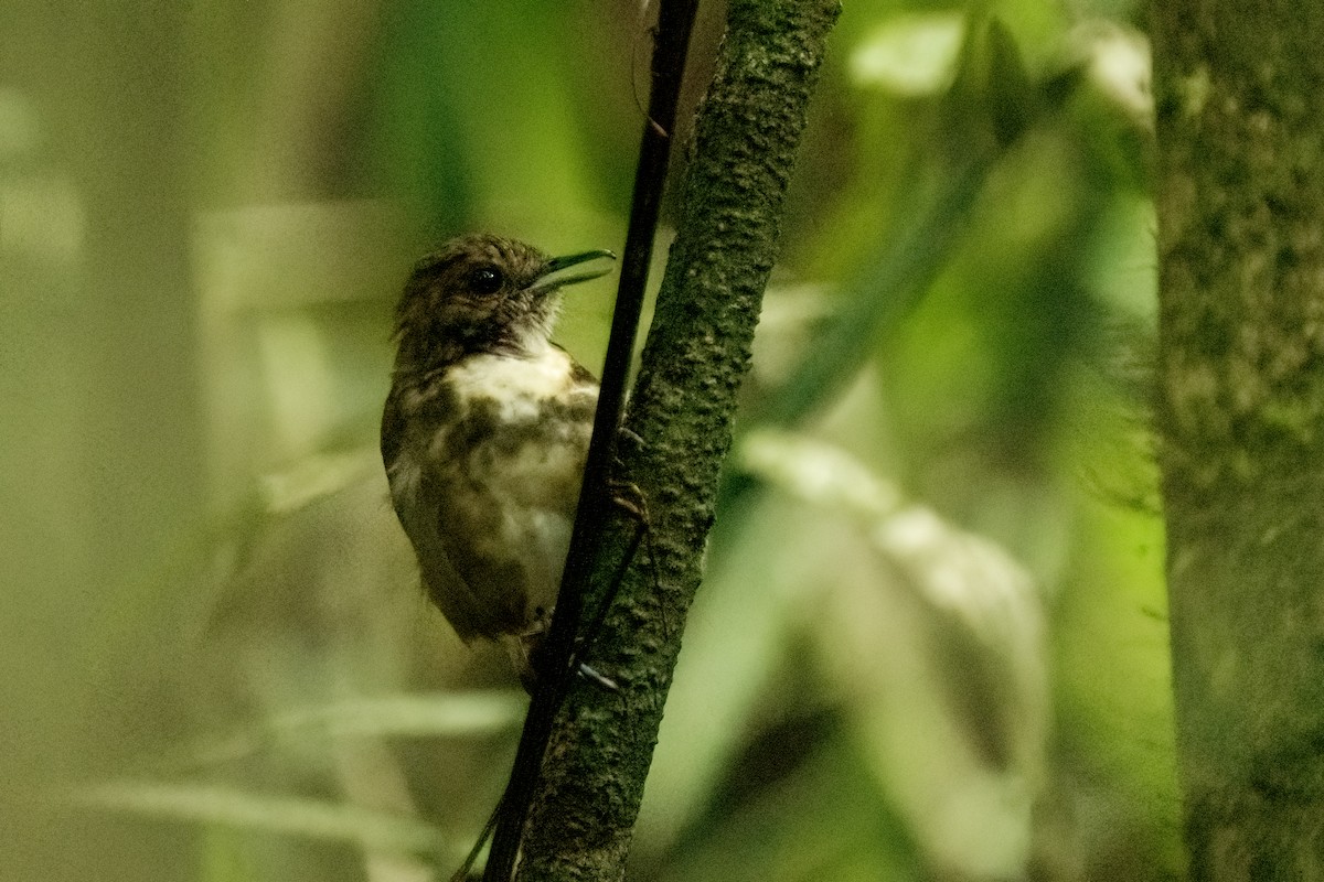 Spotted Antbird - ML617574150