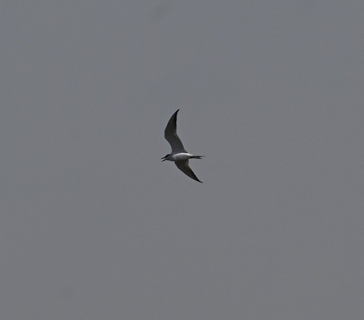 Gull-billed Tern - ML617574154