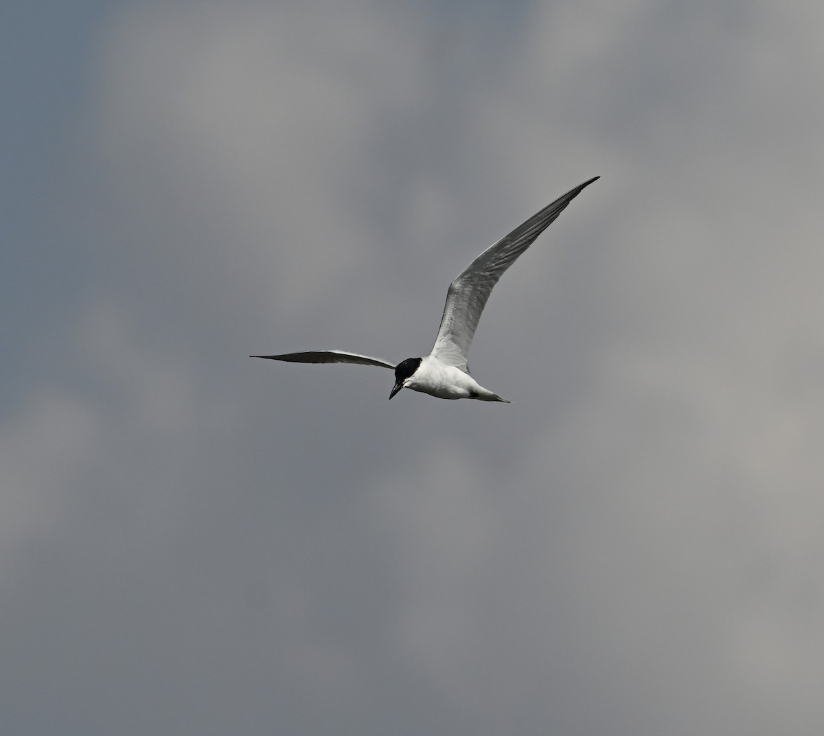 Gull-billed Tern - ML617574156