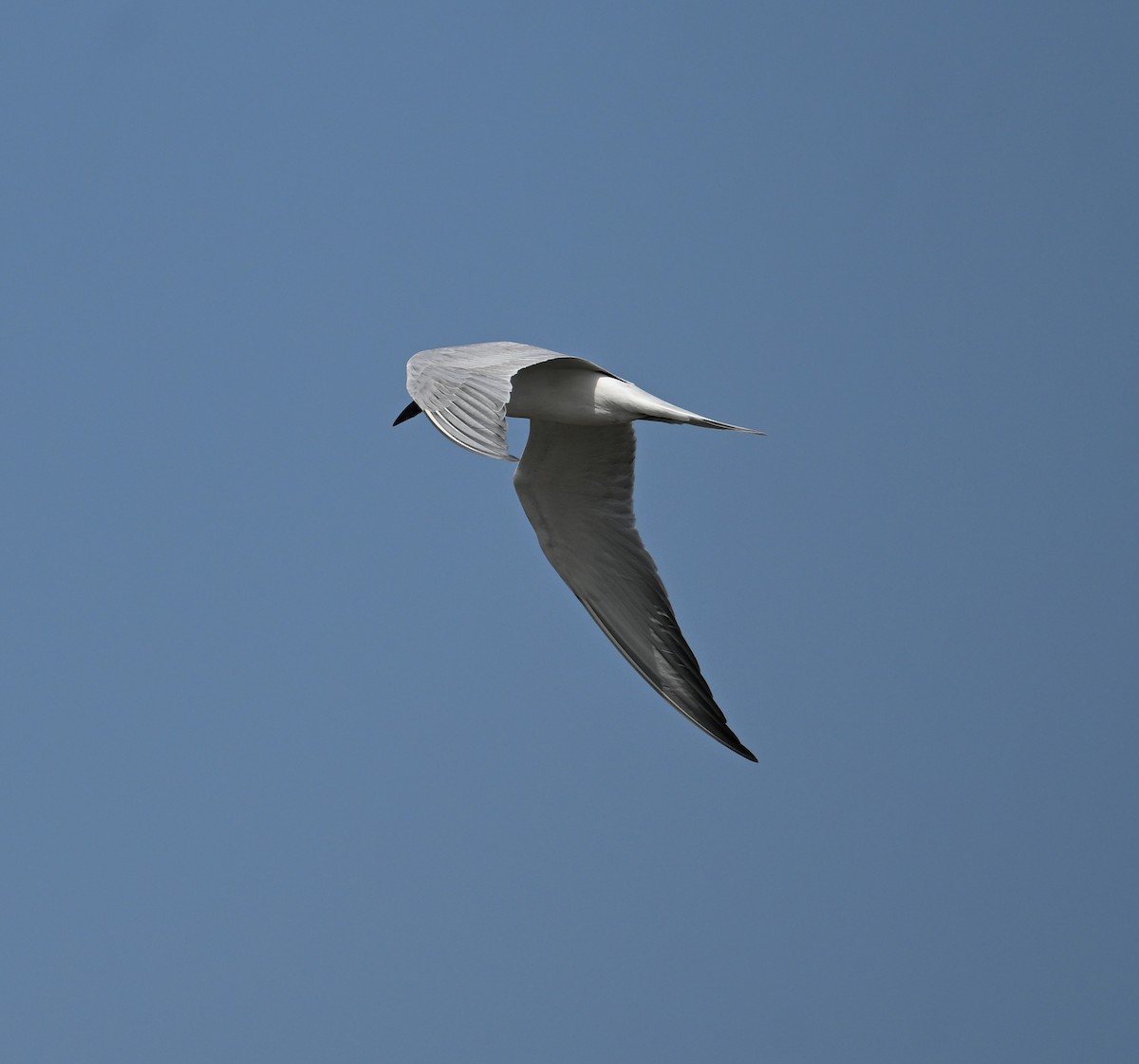 Gull-billed Tern - ML617574158