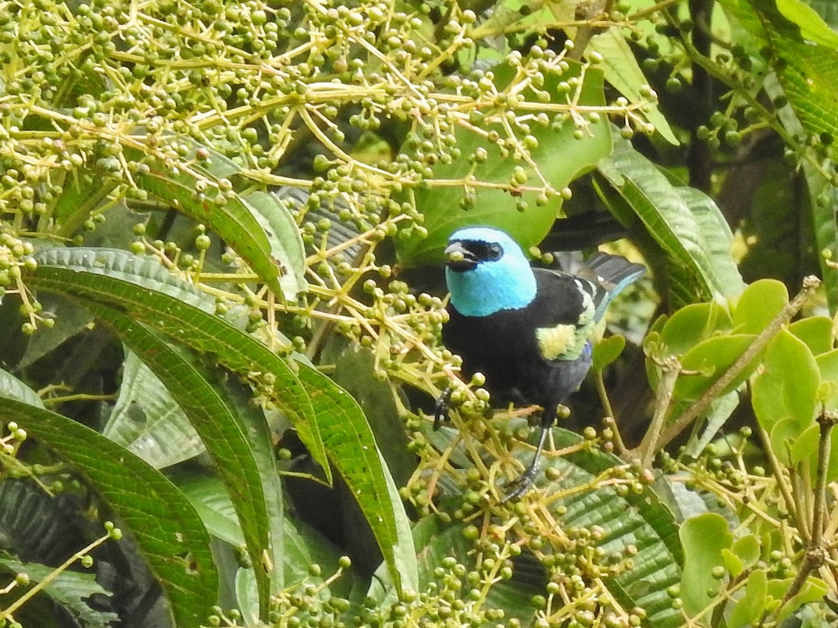 Blue-necked Tanager - ML617574159