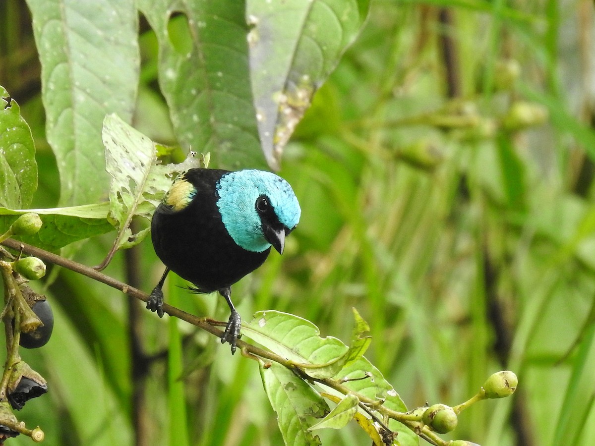 Blue-necked Tanager - ML617574160