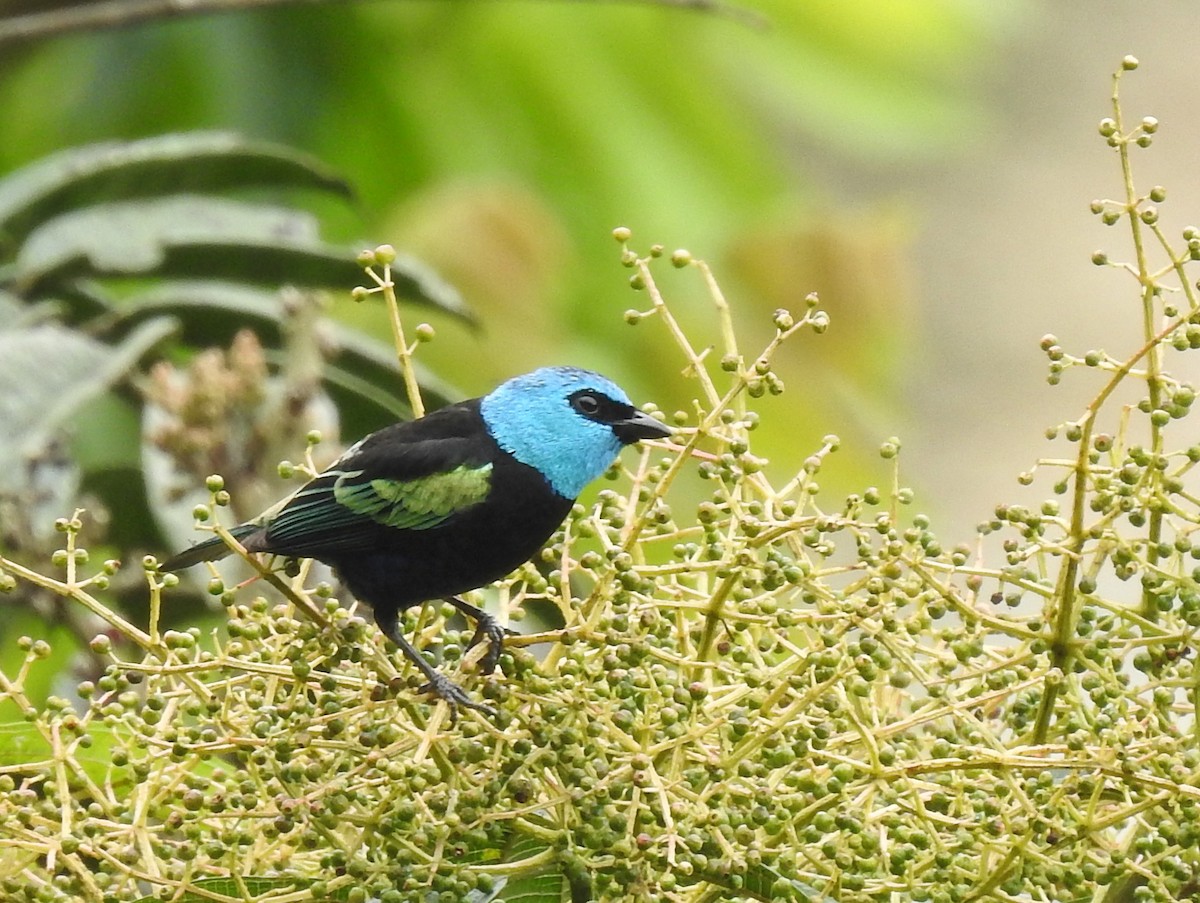 Blue-necked Tanager - ML617574161