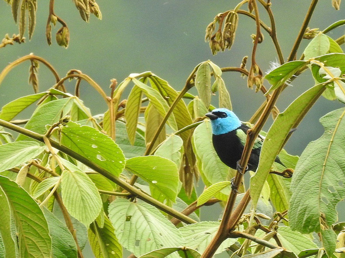 Blue-necked Tanager - ML617574162