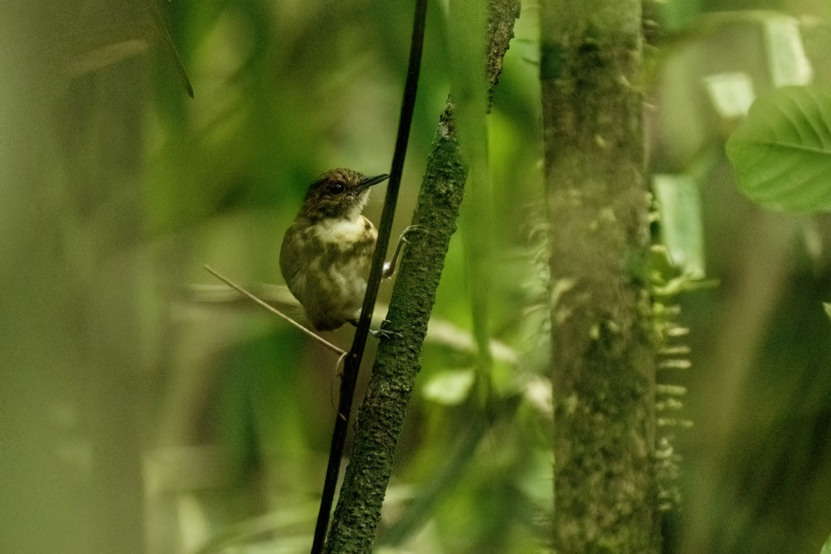 Spotted Antbird - ML617574163
