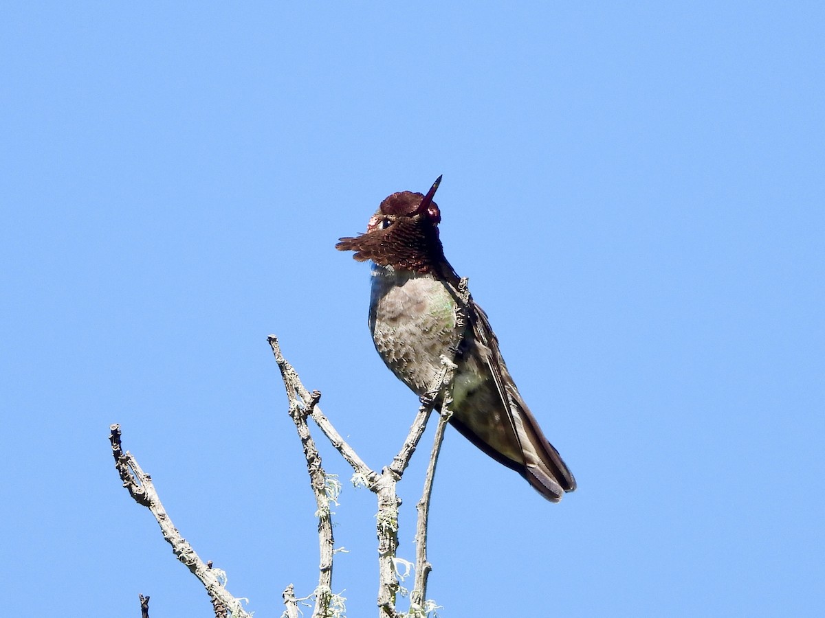 Anna's Hummingbird - ML617574190