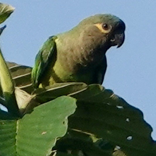 Brown-throated Parakeet - ML617574200
