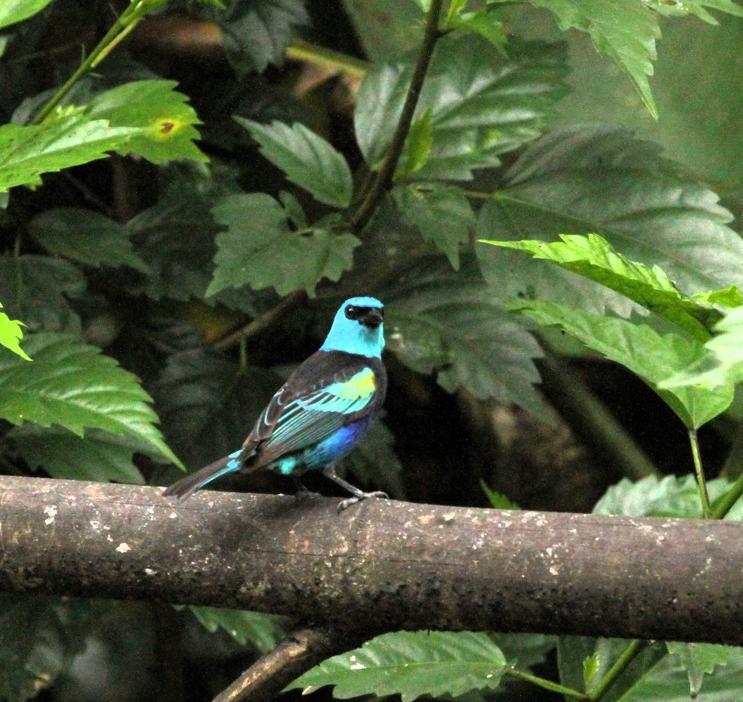 Blue-necked Tanager - ML617574201