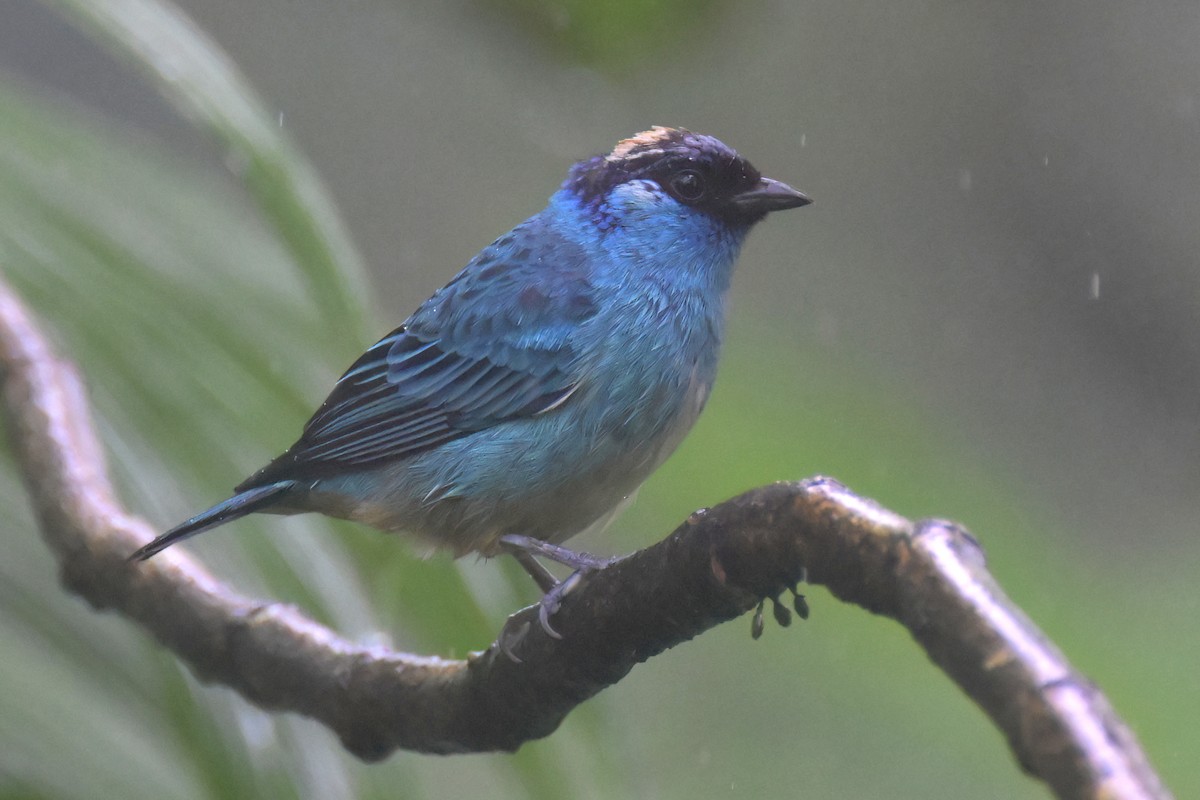 Golden-naped Tanager - ML617574225