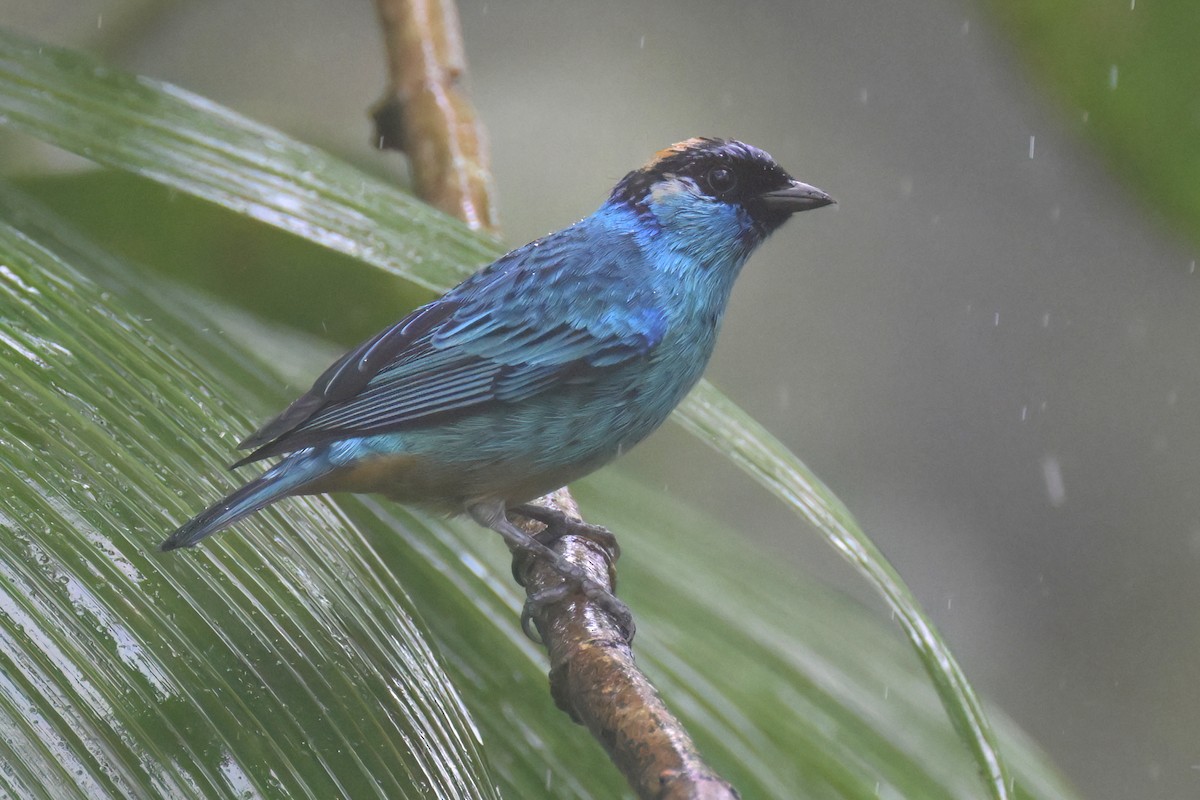 Golden-naped Tanager - ML617574226