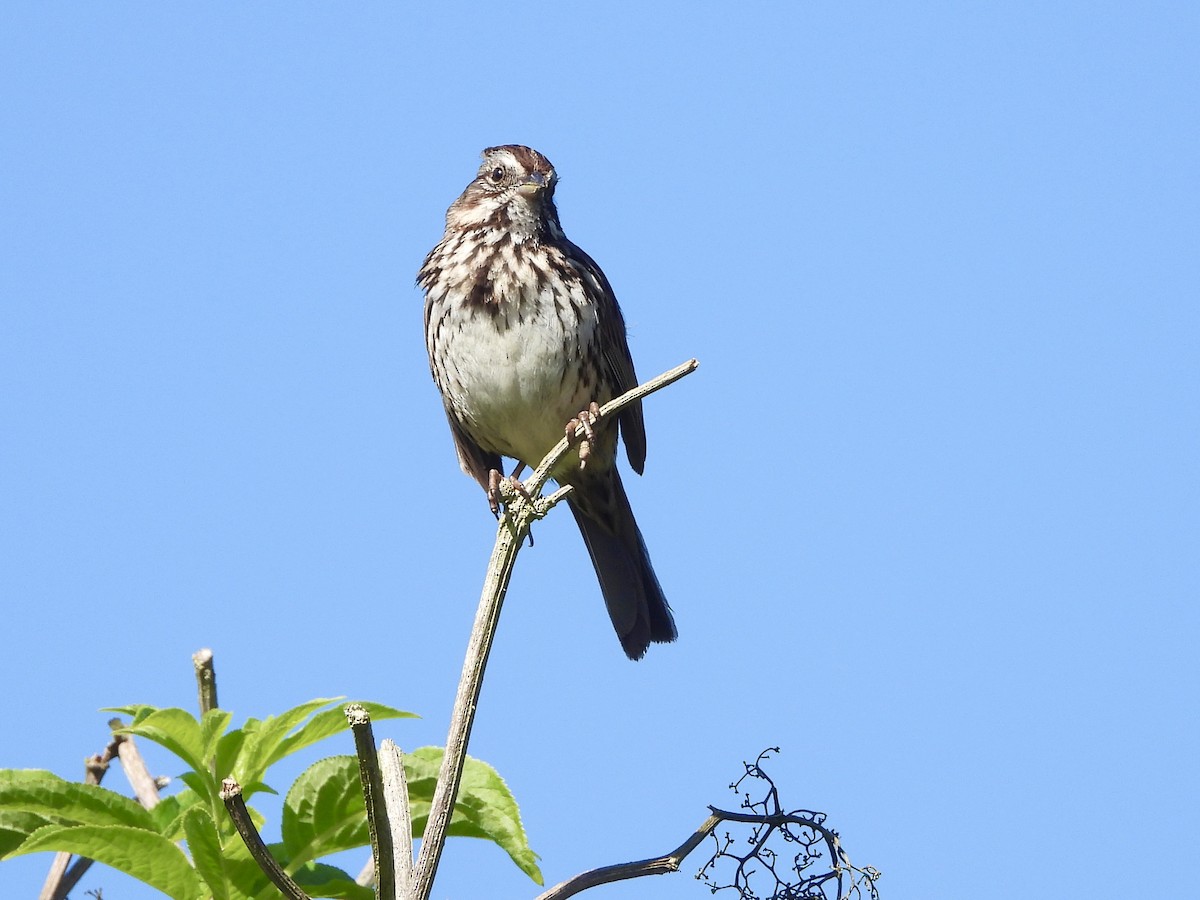 Song Sparrow - MIck Griffin
