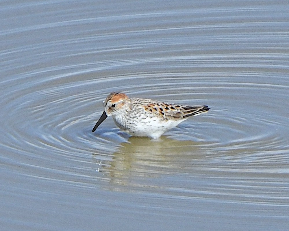 Western Sandpiper - Ted Wolff