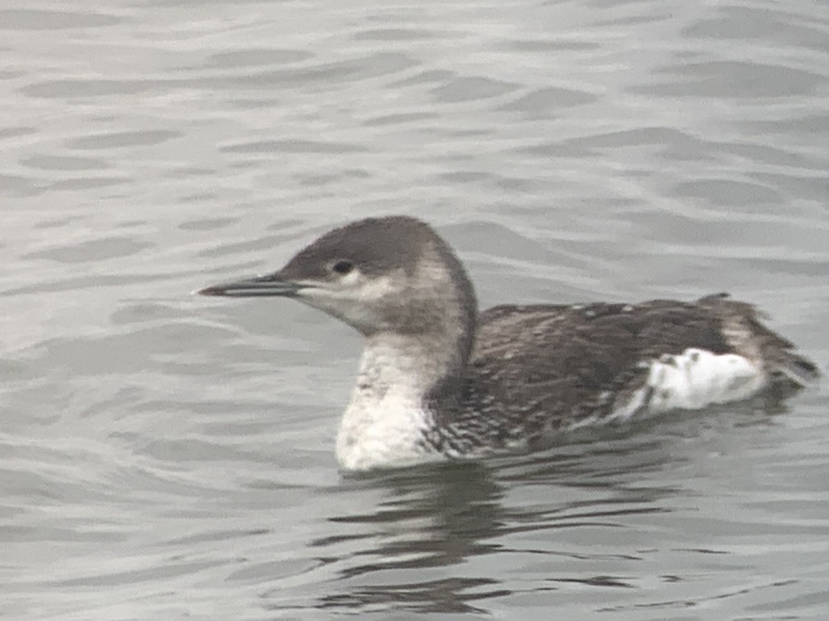 Red-throated Loon - ML617574466