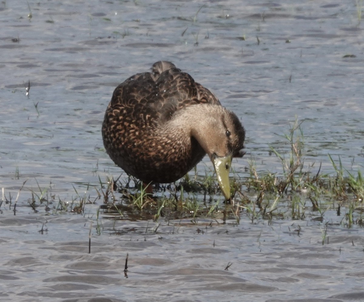 Mottled Duck (Gulf Coast) - Howard Laidlaw