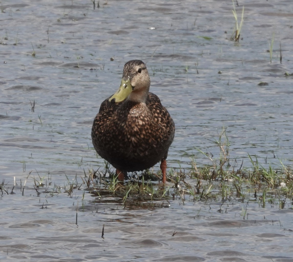 Mottled Duck (Gulf Coast) - ML617574489