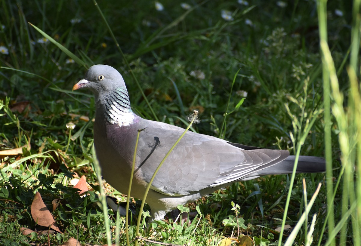 Common Wood-Pigeon - ML617574523