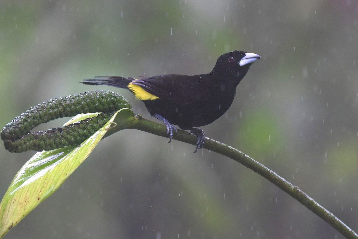 Flame-rumped Tanager (Lemon-rumped) - ML617574537