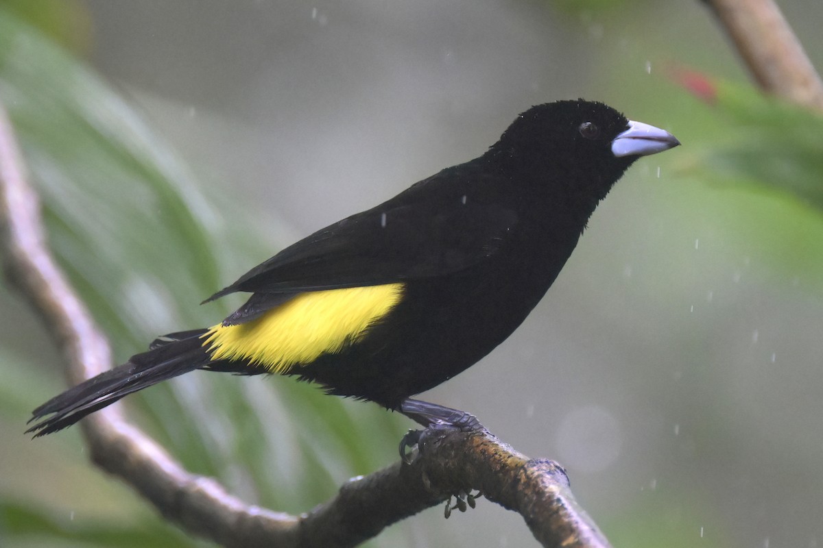 Flame-rumped Tanager (Lemon-rumped) - ML617574538